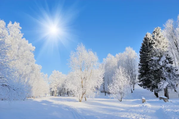 Parque de Inverno — Fotografia de Stock