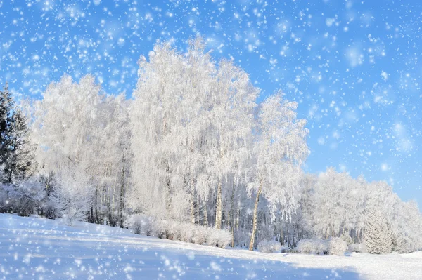 Parque de Inverno — Fotografia de Stock