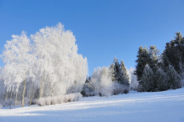 Winter park — Stockfoto