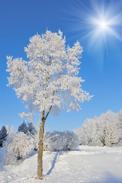 Winter park — Stockfoto