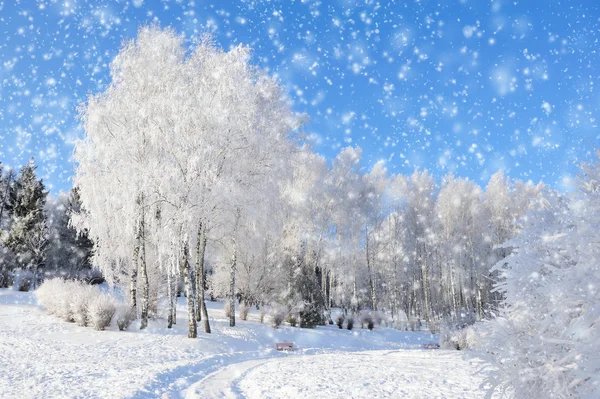 Parque de Inverno — Fotografia de Stock