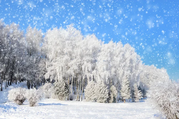 Parque de Inverno — Fotografia de Stock