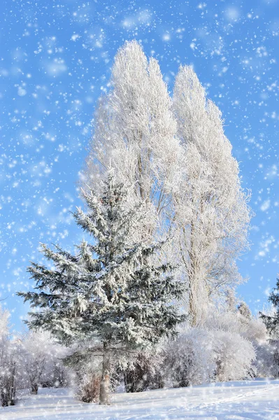 Parque de invierno — Foto de Stock