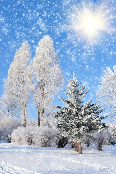 Parque de Inverno — Fotografia de Stock