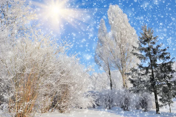 Parque de invierno — Foto de Stock