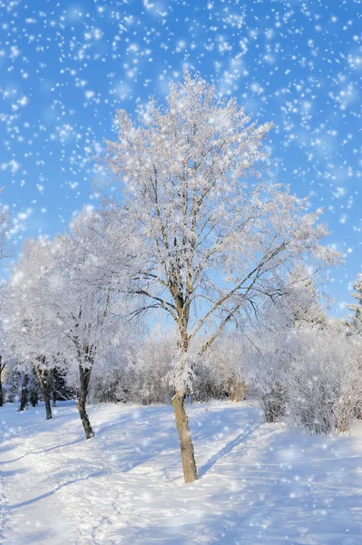 Winter park — Stockfoto