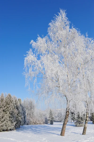 Winter park — Stockfoto