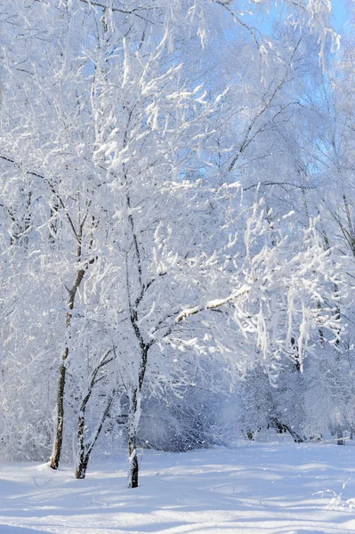 Parque de invierno — Foto de Stock