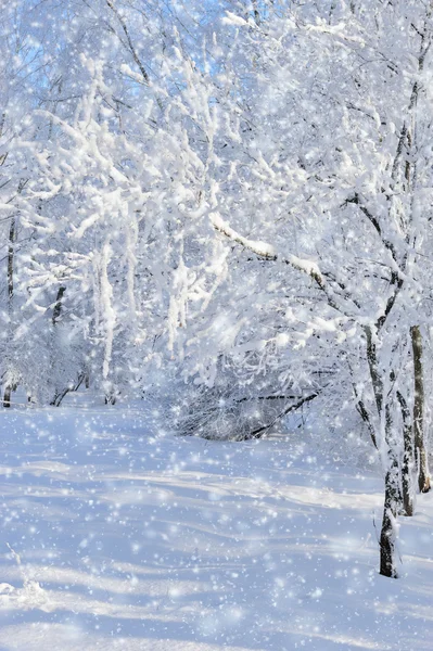 Parque de invierno — Foto de Stock