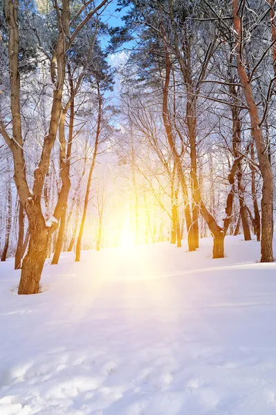 Winter forest Royalty Free Stock Images