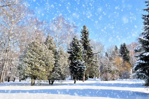 Kış park — Stok fotoğraf