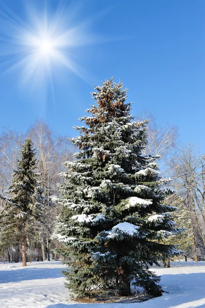 Parque de Inverno — Fotografia de Stock