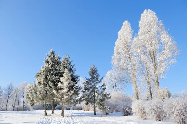 Winter park — Stockfoto