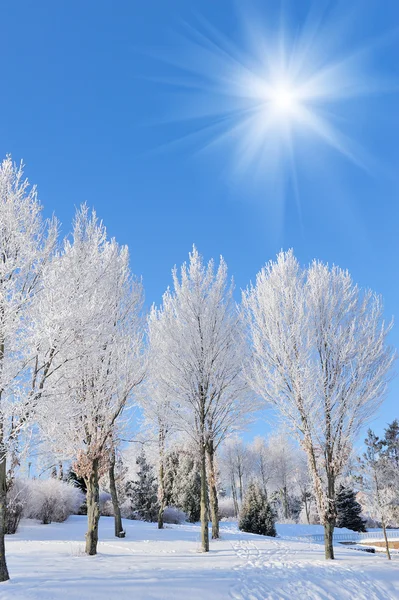 Parque de Inverno — Fotografia de Stock