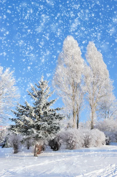 Parque de Inverno — Fotografia de Stock