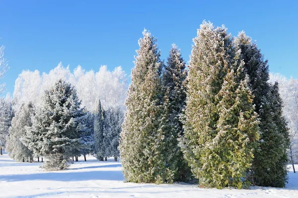 Parque de Inverno — Fotografia de Stock