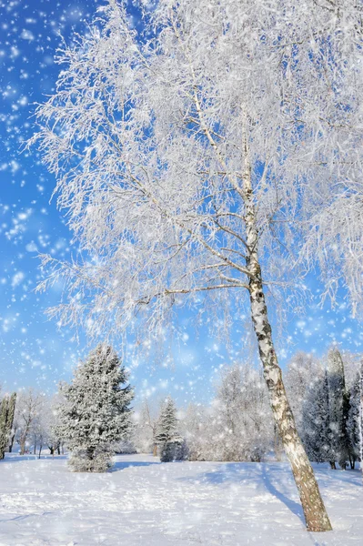 Parco invernale — Foto Stock