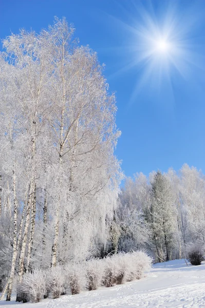 Winter park — Stockfoto