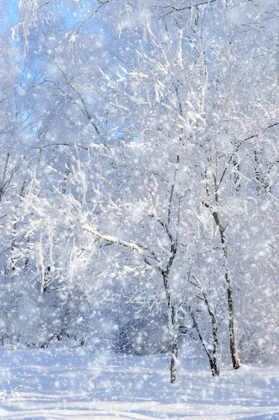 Parque de invierno — Foto de Stock