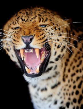 leopar portre