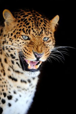 leopar portre