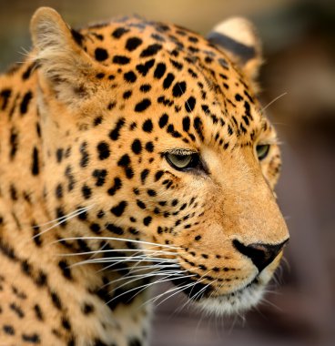 leopar portre