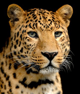 leopar portre