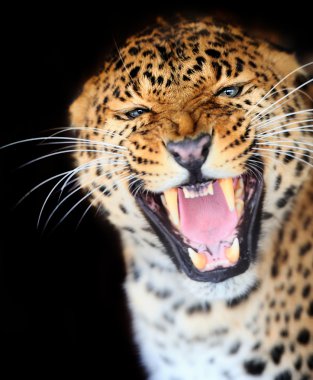 leopar portre