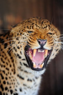 leopar portre
