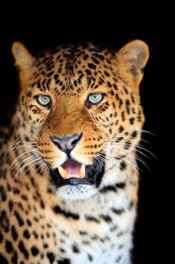leopar portre