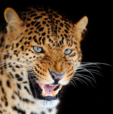 leopar portre