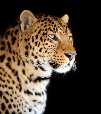 leopar portre