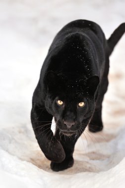 leopar