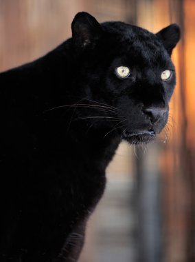 leopar