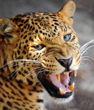 leopar portre