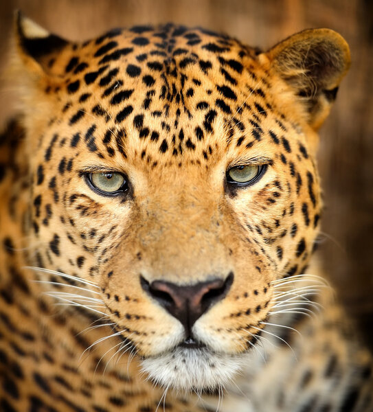 Leopard portrait on dark background