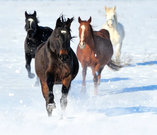 Cavalo — Fotografia de Stock