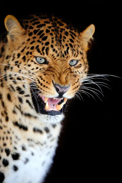 Retrato de leopardo — Fotografia de Stock