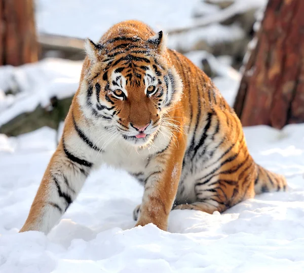 Tiger — Stockfoto