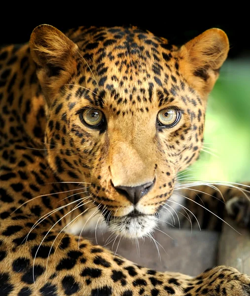 Retrato de leopardo — Fotografia de Stock