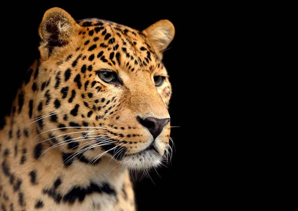Retrato de leopardo — Foto de Stock