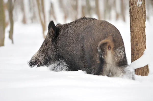 Wild boar — Stock Photo, Image