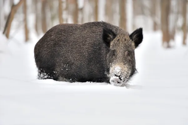 Wildschweine — Stockfoto