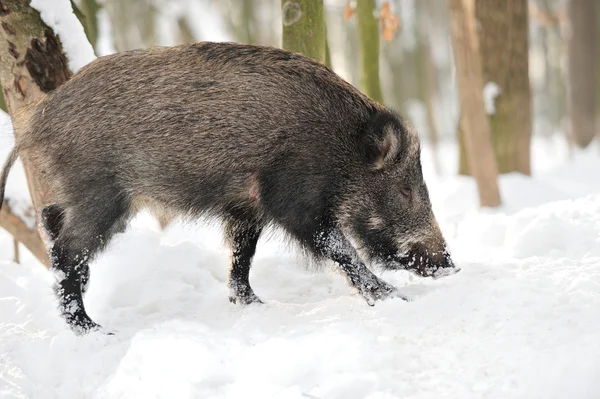 Wildschweine — Stockfoto