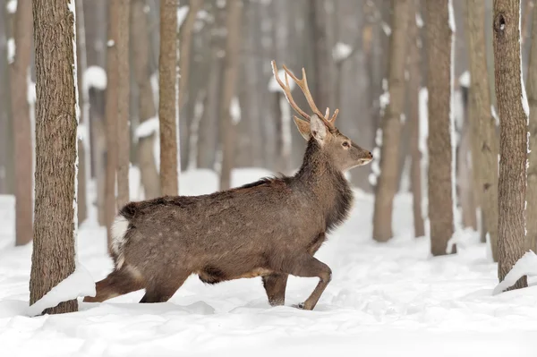 Young deer — Stock Photo, Image