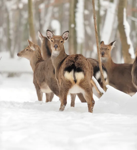 Young deer — Stock Photo, Image