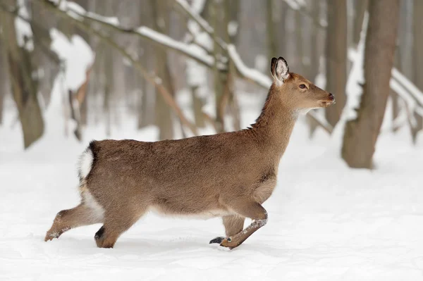 Young deer — Stock Photo, Image