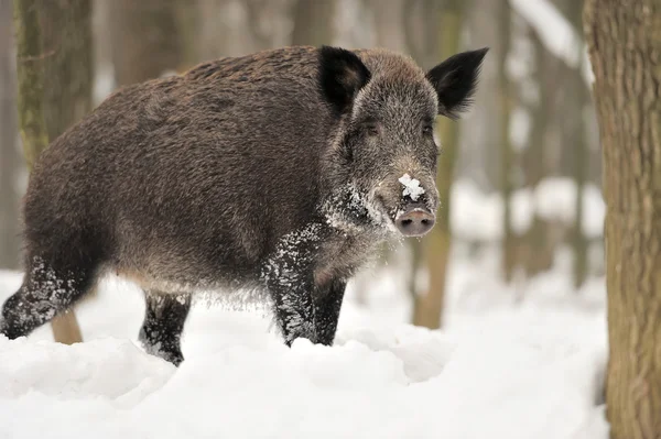 Wildschweine — Stockfoto