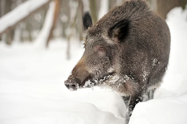 Wildschweine — Stockfoto