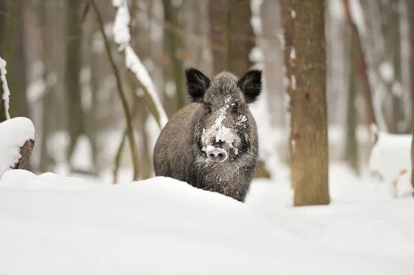 Wildschweine — Stockfoto